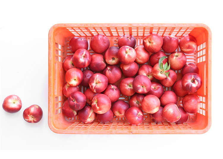 נקטרינות. | אפרת ליכטנשטט נקטרינות. | אפרת ליכטנשטט