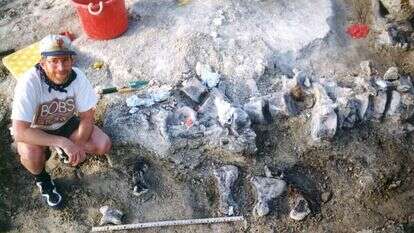 רגל הברכיאזור שנמצאה בוויומינג. | AFP