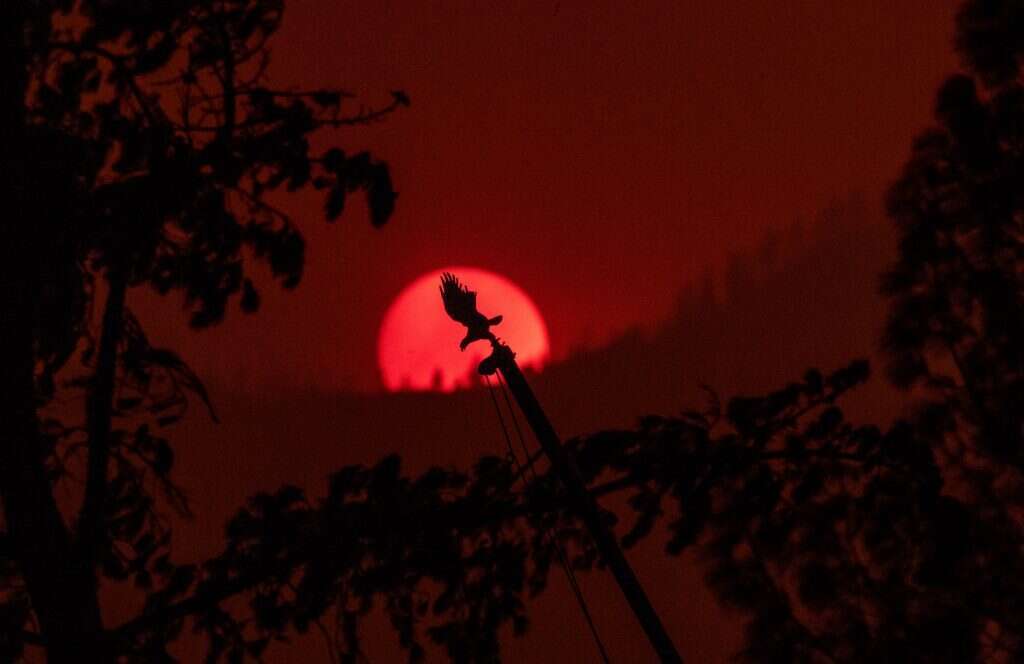 השריפה בקליפורניה. | AFP השריפה בקליפורניה. | AFP
