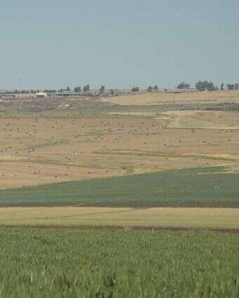 שדות חקלאיים בין קיבוץ לביא לכפר חיטים. | איציק אברבנאל קיבוץ לביא