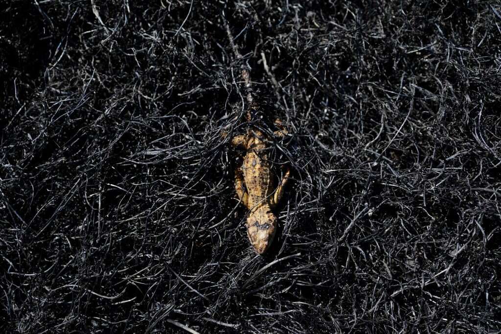 נזקי שרפה בעוטף עזה. | AFP