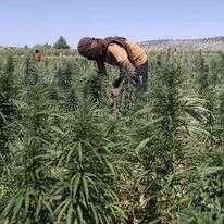 פועלים בשדה קנאביס בלבנון, בשבוע שעבר. | AFP