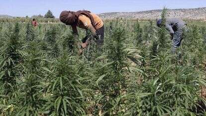 פועלים בשדה קנאביס בלבנון, בשבוע שעבר. | AFP