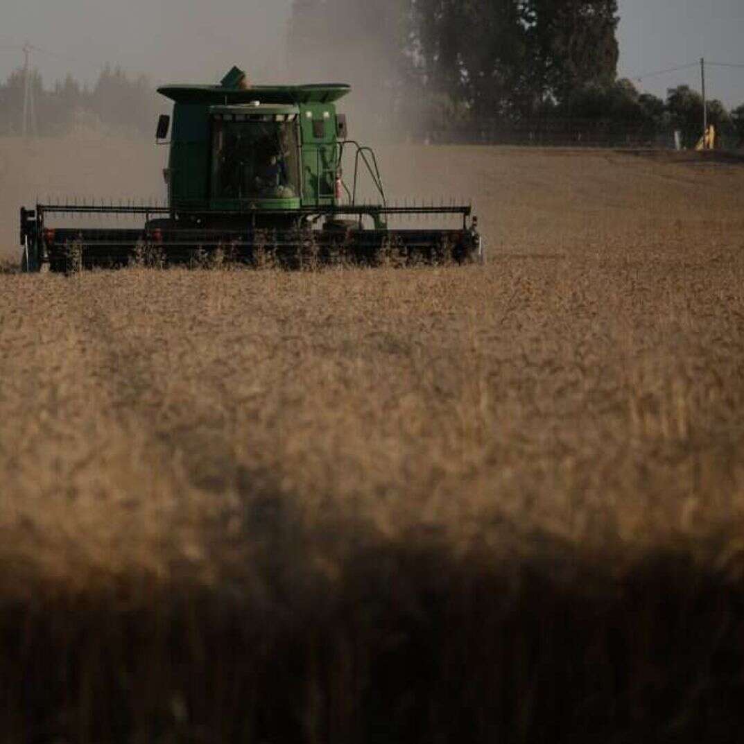 שדה חיטה | יהודה פרץ
