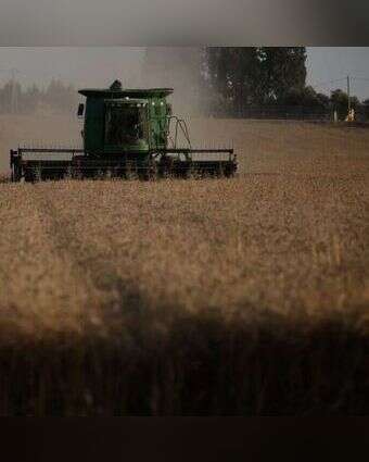 שדה חיטה | יהודה פרץ