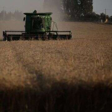 שדה חיטה | יהודה פרץ