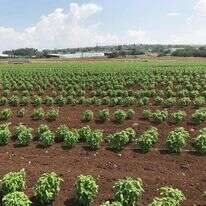 שדות הבזיליקום העמיד. | חברת זרעי ג'נסיס 2