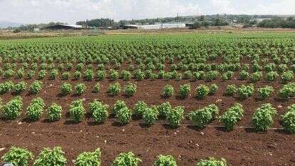 שדות הבזיליקום העמיד. | חברת זרעי ג'נסיס 2