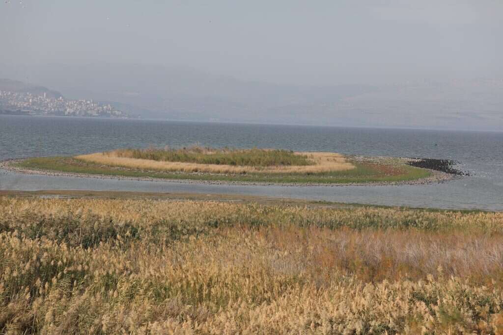 האי שנחשף בכנרת. מתקרב לחוף? | מרים צחי
