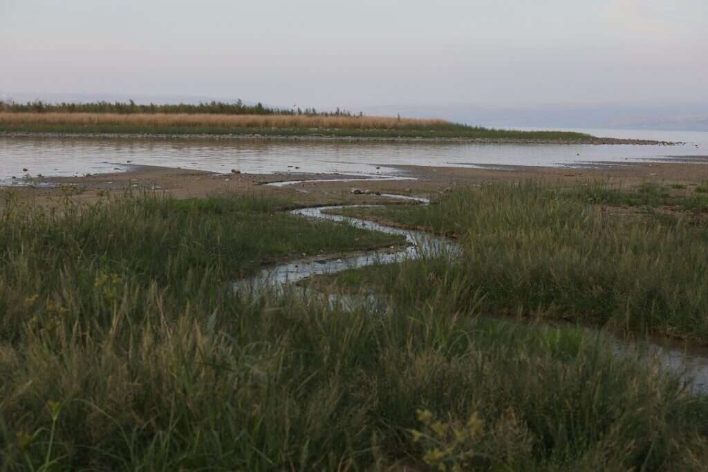 האי שנחשף בכנרת. | מרים צחי