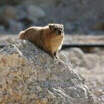 שפן סלע. | מרים צחי