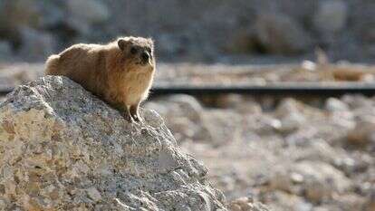 שפן סלע. | מרים צחי