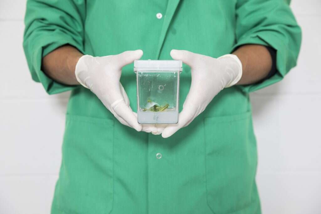 מדען מחזיק דגימה של קנולה שנערכה גנטית. | Tim Gruber for The Washington Post