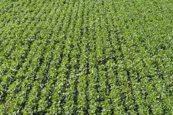 שדות הסויה - אילוסטרציה | Tim Gruber for The Washington Post שדות הסויה - אילוסטרציה | Tim Gruber for The Washington Post