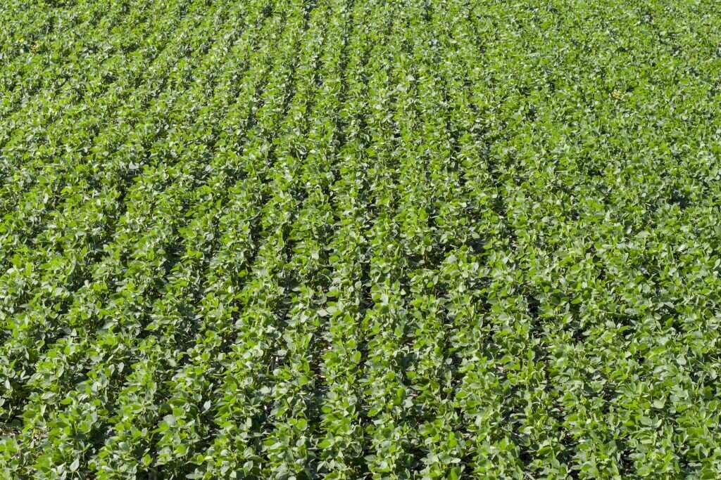 שדות הסויה - אילוסטרציה | Tim Gruber for The Washington Post