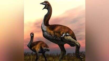 איור משוער של ה"וורומב טיטן". | AFP