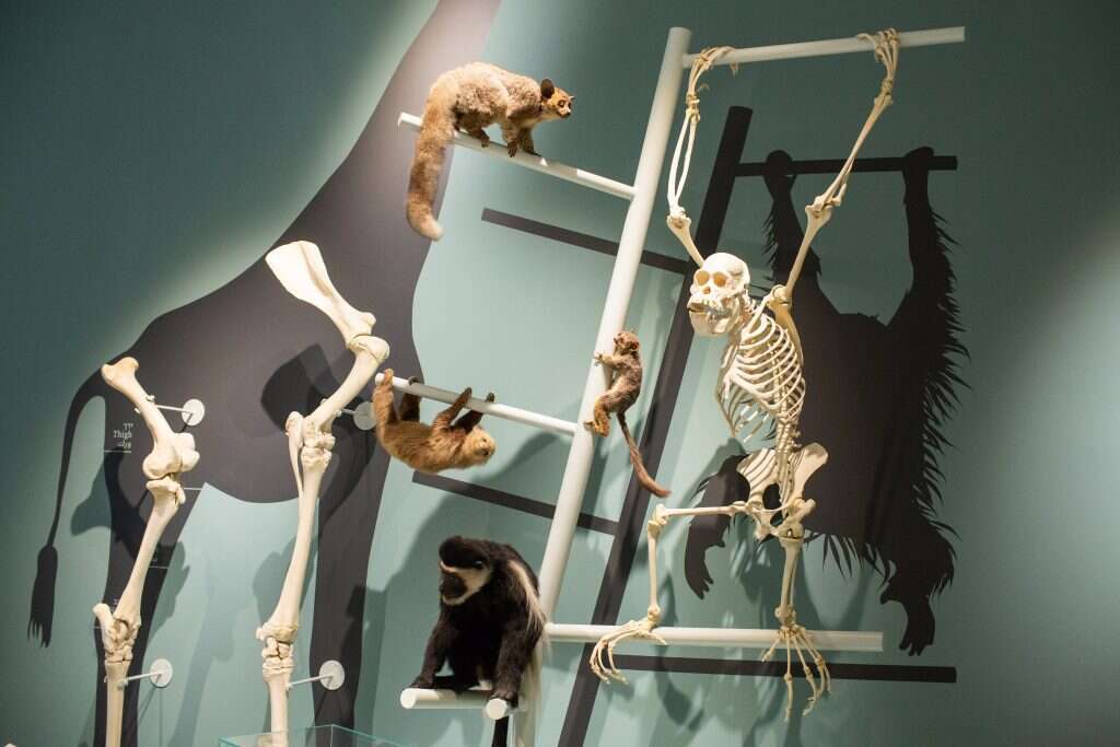 מאוסף המוזיאון. | אבישג שאר-ישוב