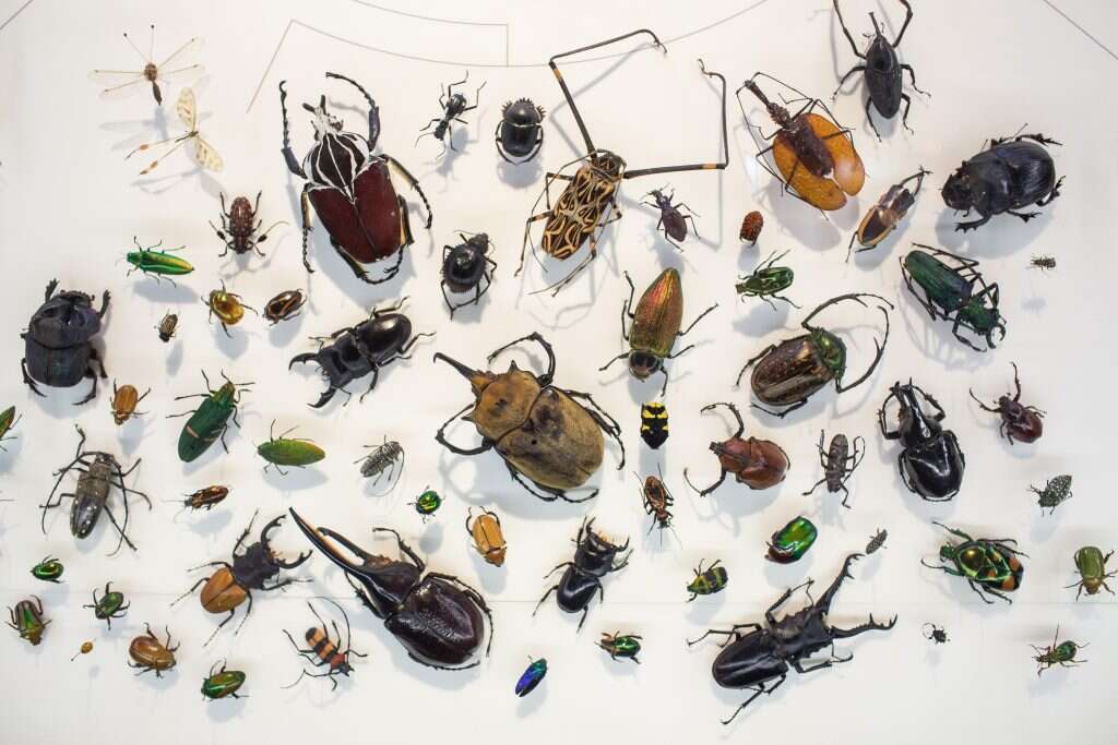 אוסף פרוקי הרגליים. | אבישג שאר-ישוב