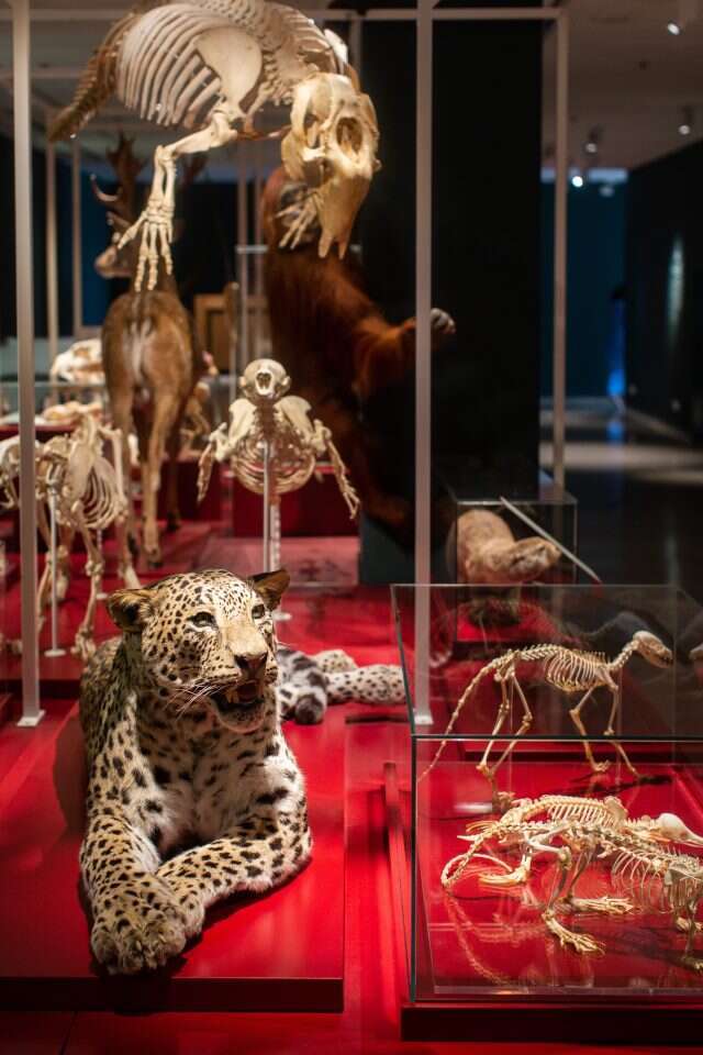 ברדלס. | אבישג שאר-ישוב