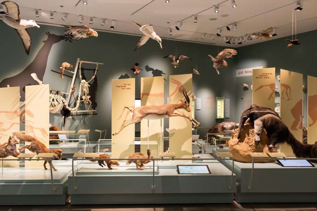 אבישג שאר-ישוב