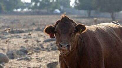 פרה אדומה. | גיל אליהו, ג'יני