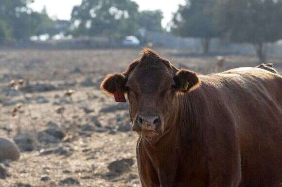 פרה אדומה. | גיל אליהו, ג'יני