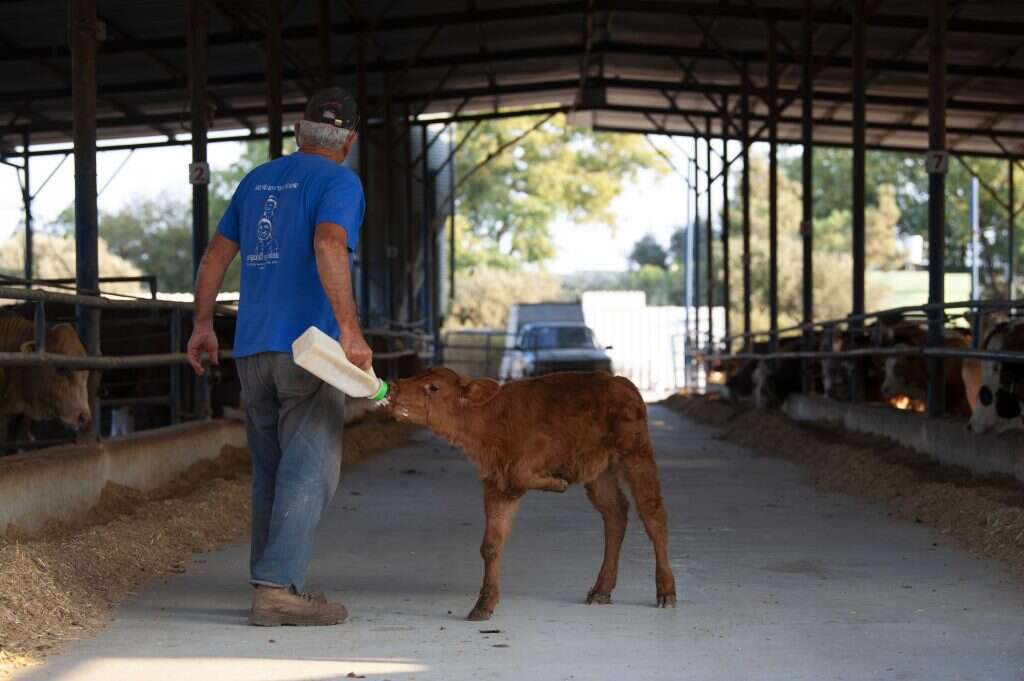 העגלה התאומה. | גיל אליהו, ג'יני