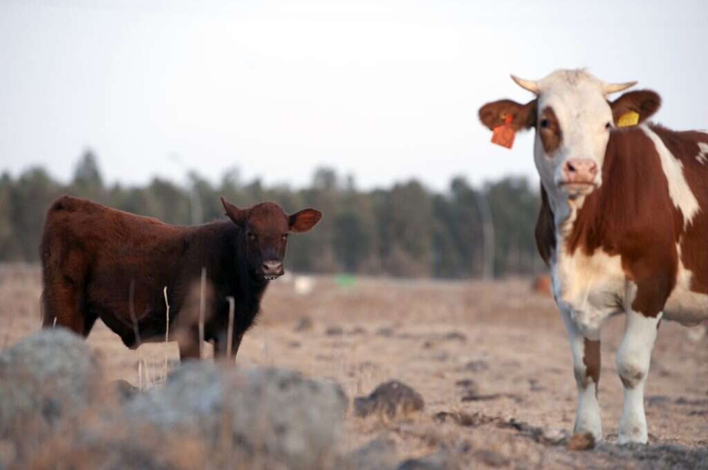 העגלה האדומה וחברה . | גיל אליהו, ג'יני