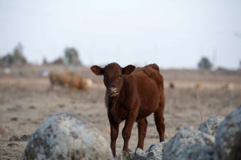 פרה אדומה. | גיל אליהו, ג'יני
