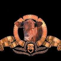 הפרה האדומה. | גיל אליהו, ג'יני