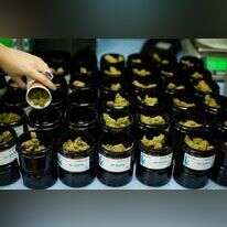 קנאביס רפואי. | אריק סולטן