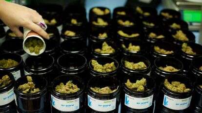 קנאביס רפואי. | אריק סולטן