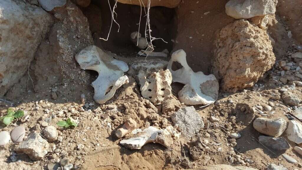 העצמות החשופות. | יאיר קראוס