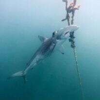 כריש פטיש. | EPA