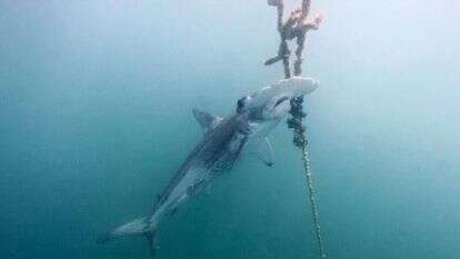 כריש פטיש. | EPA