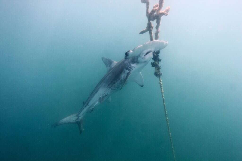 כריש פטיש. | EPA