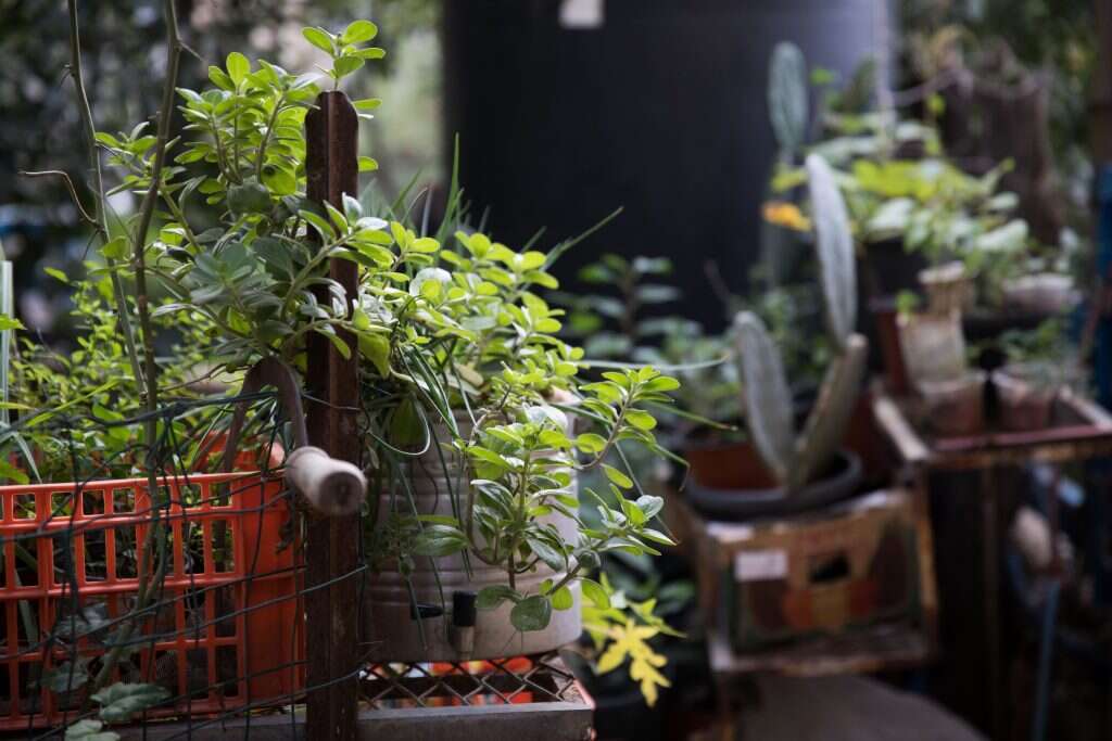 גינתה של שניידר. | הדס פרוש, פלאש 90