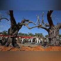 עצים שהוצתו בעוטף עזה בעקבות טרור העפיפונים. | מרים צחי