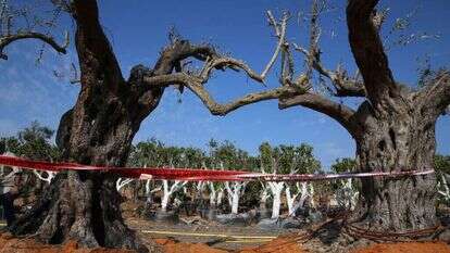 עצים שהוצתו בעוטף עזה בעקבות טרור העפיפונים. | מרים צחי עצים שהוצתו בעוטף עזה בעקבות טרור העפיפונים. | מרים צחי