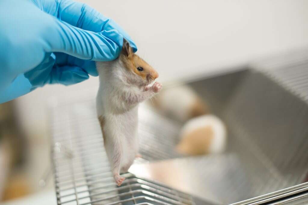 נסיינית במעבדה. | שאטרסטוק