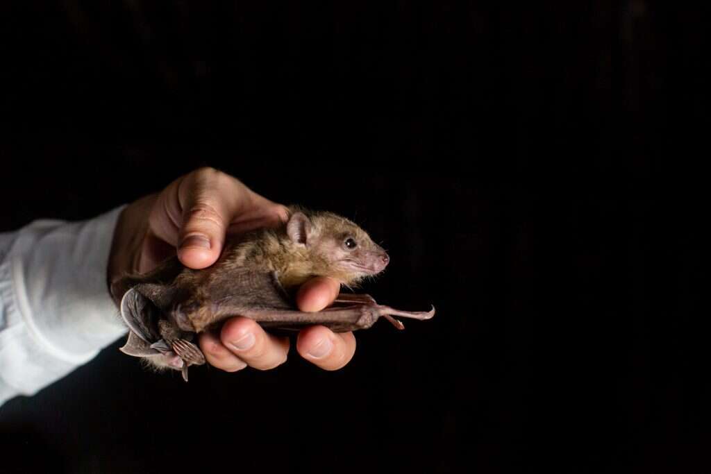 עטלף פירות במכון ויצמן. | אבישג שאר-ישוב