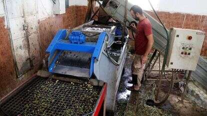 בית בד פלסטיני בטובאס שבשומרון. | רויטרס