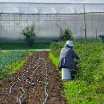 חוות "הנני". | לירון מולדבן