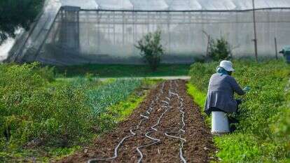 חוות "הנני". | לירון מולדבן