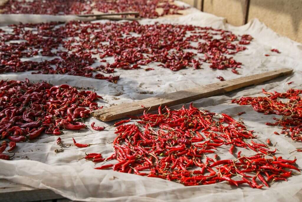 גידולי פלפלים בחוות "הנני". | לירון מולדבן