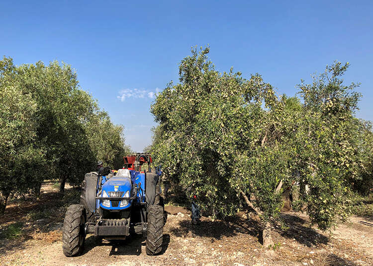 אפרת ליכטנשטט
