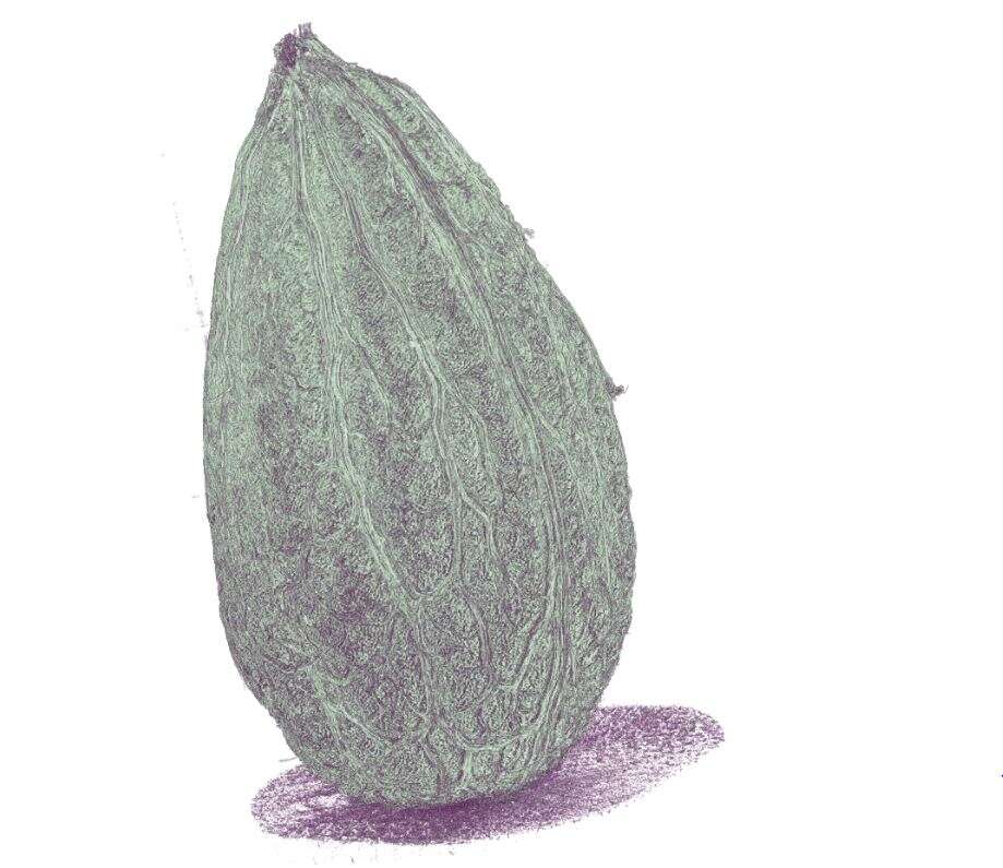 חרצן זית עתיק חרצן זית עתיק