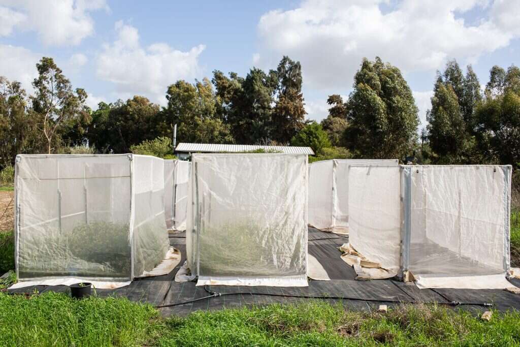 עבודת שורשים. חממות במכון וולקני. | אבישג שאר-ישוב עבודת שורשים. חממות במכון וולקני. | אבישג שאר-ישוב