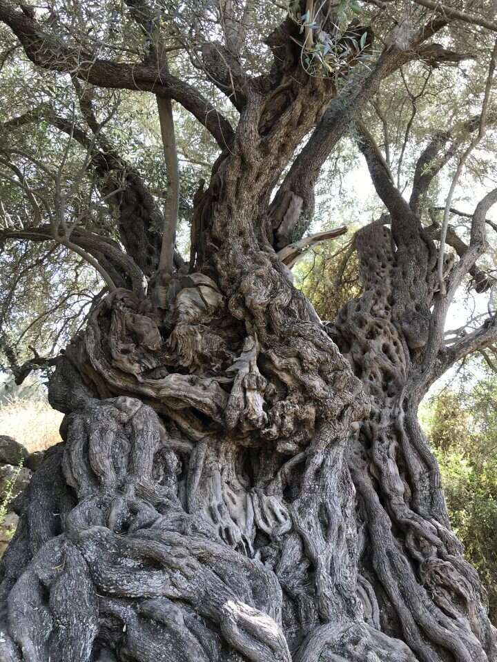 ללמוד את הקשר בין הזית העתיק לזה שיושב לנו בצלחת. העץ הקשיש בבית ג'מאל. | ד"ר עוז ברזני ללמוד את הקשר בין הזית העתיק לזה שיושב לנו בצלחת. העץ הקשיש בבית ג'מאל. | ד"ר עוז ברזני
