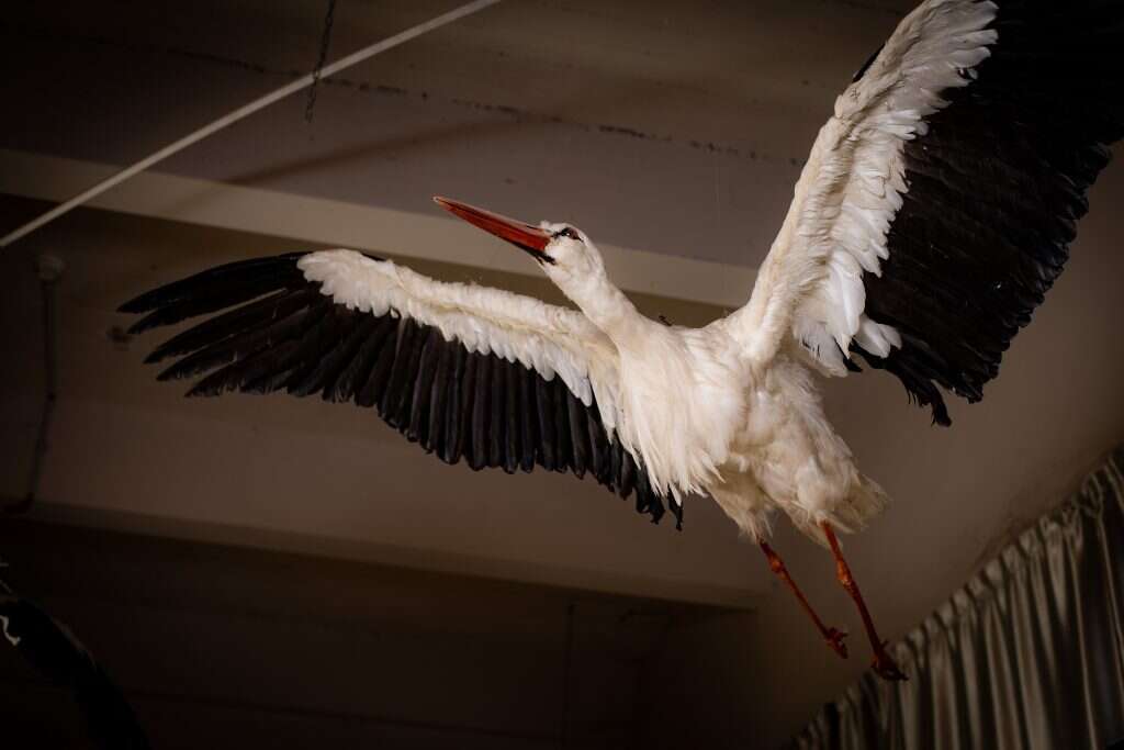 יש אפילו סיורים ביידיש. מוזיאון הטבע התנ"כי בבית שמש. | אריק סולטן